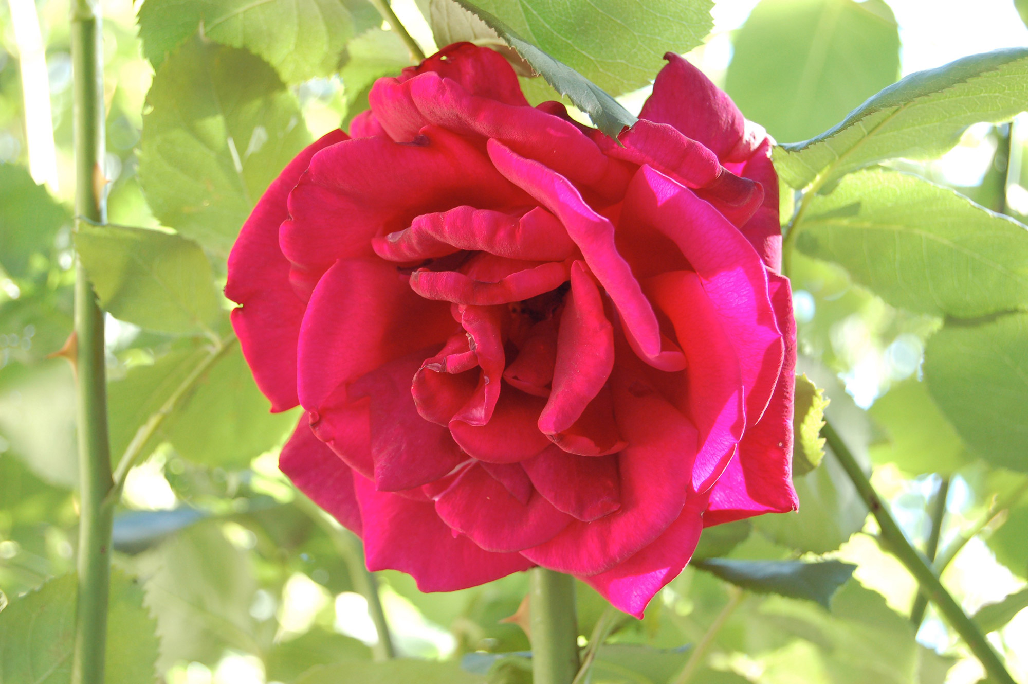 Marlene's Blooming Arts